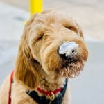Teddy Sampson - @teddy_doodle_dude - Instagram