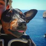 Teddy Sánchez - @teddythepinscher - Instagram