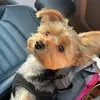 Sir Teddy - @sirteddysandoval - TikTok