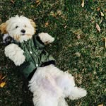 Teddy Sandoval🐶 - @teddy_gs621 - Instagram