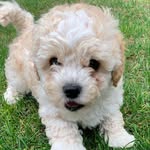 Teddy - @teddy.sandoval - Instagram