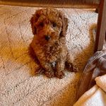 Teddy Bear Saunders - @mjtsaunders - Instagram