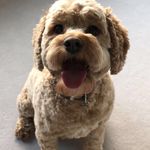 Teds - @teddyscanlonx - Instagram