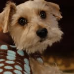 Teddy Bear Schaefer - @teddybearschaefer - Instagram