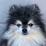 Teddy I Am My Self - @teddyiammyself - Instagram