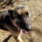Tedders - @teddy_shepard_baby - Instagram