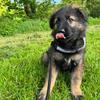 Teddy 🐾 - @teddygermanshepard - TikTok
