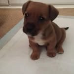 Teddy Sheppard - @abismeds - Instagram