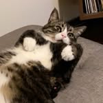Theodore “Teddy” Sheppard - @teddythekittyyy - Instagram