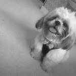 21/1/17 - @teddyshih.tzu - Instagram
