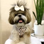 𝙩𝙚𝙙𝙙𝙮 🐾🐶 سگ شیتزو - @teddy_shihtzu_diary - Instagram