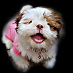 sonu  🧿 - @_teddy_shih_tzu__ - Instagram