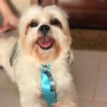 TEDDY  🐶 - @teddy__shih_tzu - Instagram