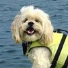 Teddy 🐾 shih tzu - @teddy.tzu - TikTok