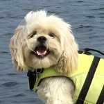 Teddy 🐾 shih tzu + lhasa apso - @teddy.tzu - Instagram