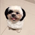 Teddy 🏈 - @teddy.shihtzu.oficial - Instagram