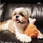 Teddy🧸🤍 - @_teddy.shihtzu_ - Instagram