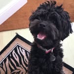 Teddy 🐻 - @teddyshihpoo19 - Instagram