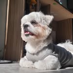 Teddy, 🐶 - @teddyshihtz - Instagram