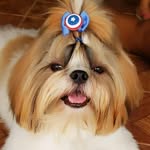 Teddy 💙 - @teddyshihtzu4 - Instagram