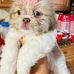 Teddy bear faces shih tzu puppies - Facebook