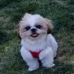 Teddy Bear Puppy - @teddy_shih_tzu_puppy - Instagram