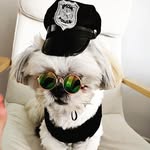 Teddy Boo Boo - @teddy_shih_boo - Instagram