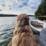 Teddy Braun-Otto - @teddy_shihtz - Instagram