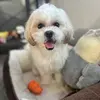 Teddy| Dog Vlogs - @teddytheshihtz - TikTok