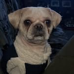 Teddy Marim Sarmento - @teddy_shihtuz - Instagram