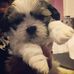 Teddy Millman - Shih Tzu - Facebook