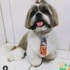Teddy Shih Tzu - @teddy.shih.tzu - TikTok