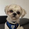 Teddy Shih-Tzu - @teddydershihtzu - TikTok