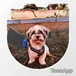 teddy shih-tzu - @teddy_shihtzu17 - Instagram