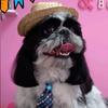 Teddy Shih tzu - @teddy.o.shihtzu - TikTok