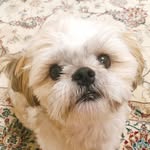 @teddy_shihtzu20 - Instagram