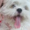 Teddy - @shihtzu_teddy16 - TikTok