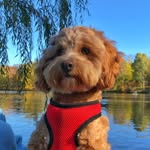teddy - @teddy.shihpoo_ - Instagram