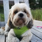Teddy - @teddy.shihtzudog - Instagram