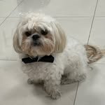 Teddy - @teddy.shihtzuflat - Instagram