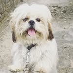 Teddy - @teddy_shih_tzu_08 - Instagram
