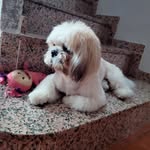 Teddy - @teddy_shih_tzu_2022 - Instagram
