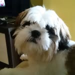 Teddy - @teddy_shih_tzu_cro - Instagram