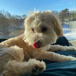 Teddy - @teddy_shihpoo_2022 - Instagram