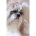teddy🐾 - @teddy_shihtzo - Instagram