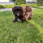 Teddy - @teddy_shihtzu._ - Instagram