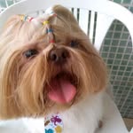 Teddy - @teddy_shihtzu2018 - Instagram