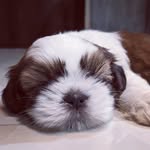 Teddy - @teddy_shihtzu_furball - Instagram