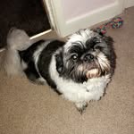 Teddy - @teddy_shihtzu_xx - Instagram