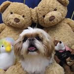 teddy - @teddy_shihtzugoa19 - Instagram